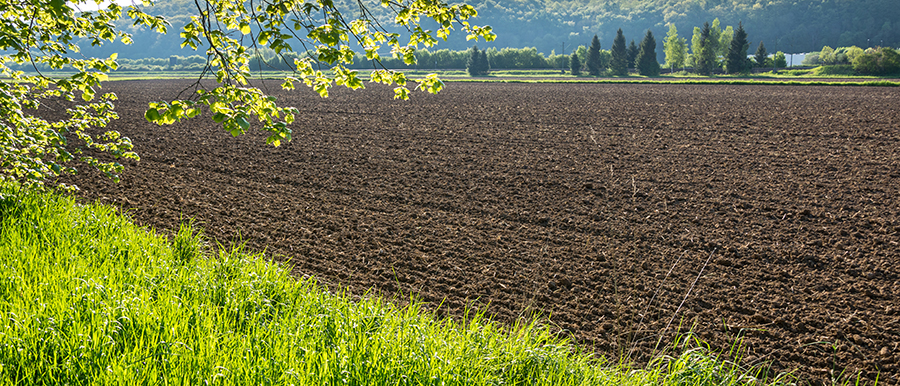 Feld im Frühling Omya Ratgeber