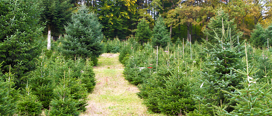 Production des sapins de Noël