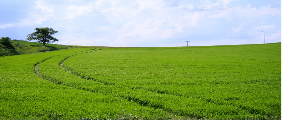 Wiesen und Weiden