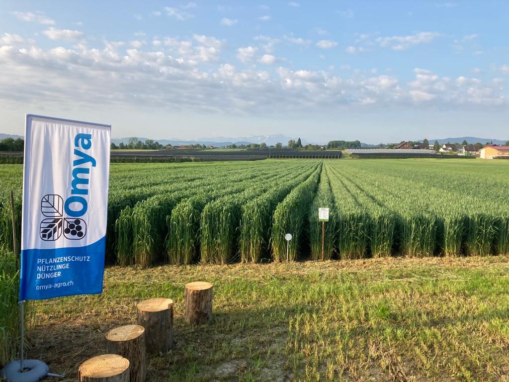 Das Demo-Feld im Frühsommer.