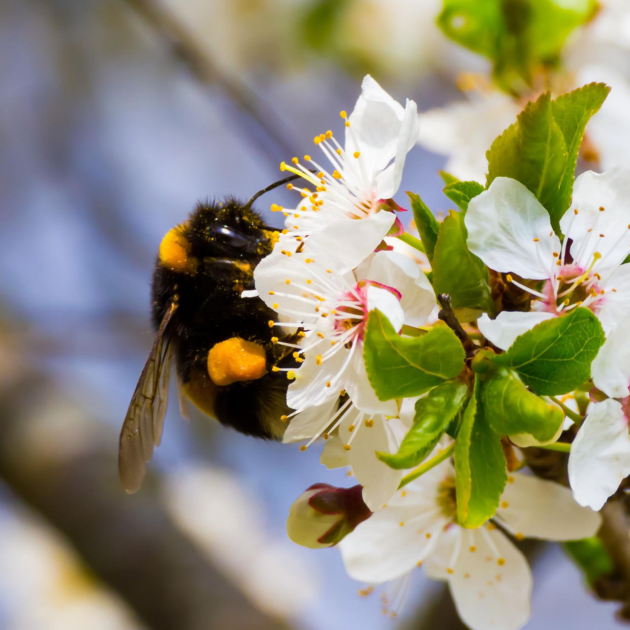Hummel