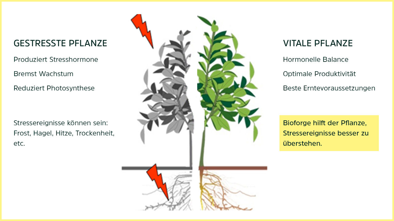 Bioforge Effekt