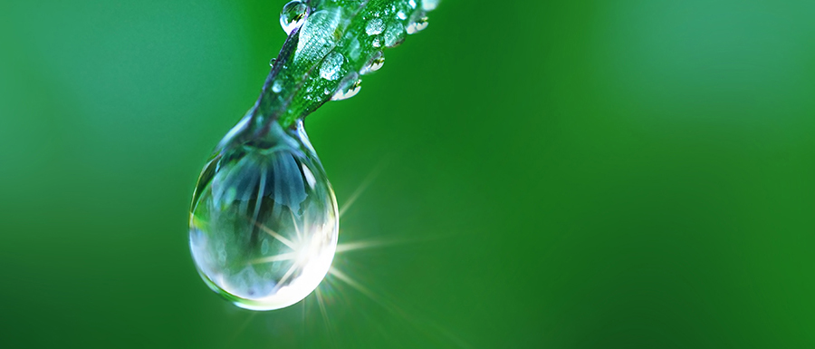 Beautiful water drop on grass sparkles in the sunlight on nature close-up macro. Fresh juicy green grass in droplets of morning dew outdoors.