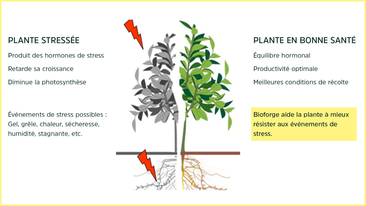 Bioforge plante