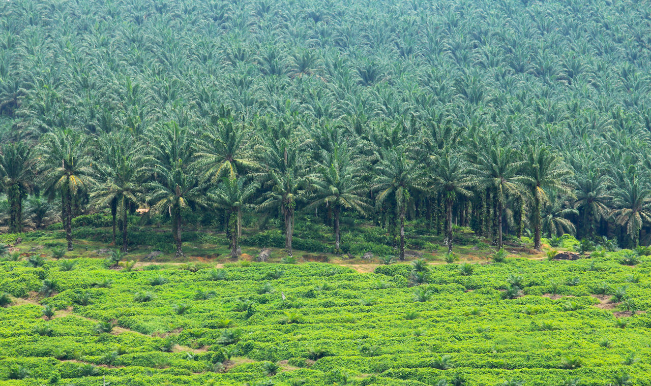 Oil palm trees in plantation; Shutterstock ID 145953959; purchase_order: CORP; job: Indonesia country landing page; client: ; other: 