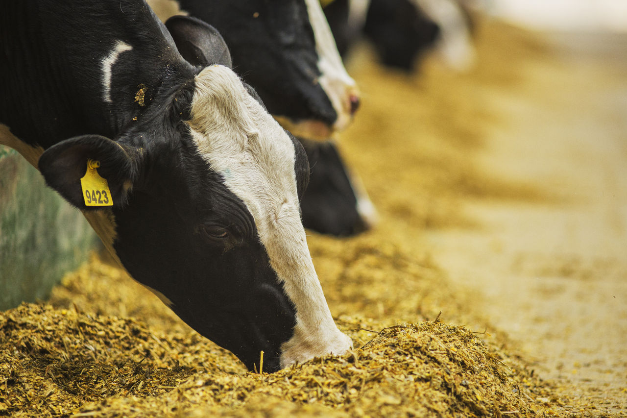 Modern farm cowshed. Milking cows.  
Cows eating lucerne hay.
Swinging brush helps keep cows healthy.; Shutterstock ID 687319192; purchase_order: EVS Tech Brochure Omyafeed C MgO; job: EVS Tech Brochure Omyafeed C MgO; client: ; other: 