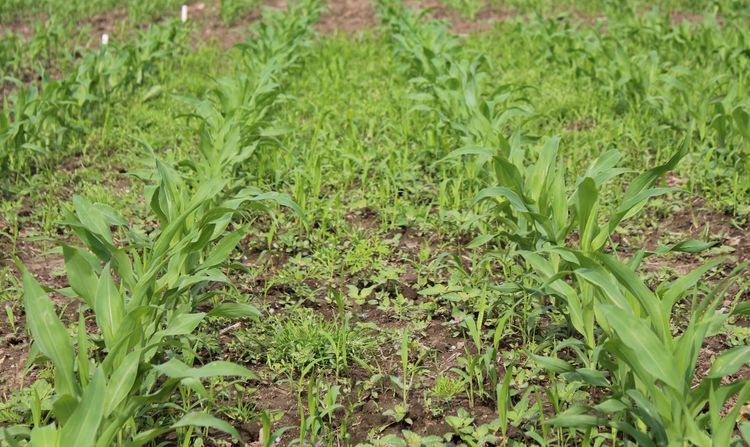 Figure 1. Uncontrolled weeds in a corn field. Photo by Michigan State University.