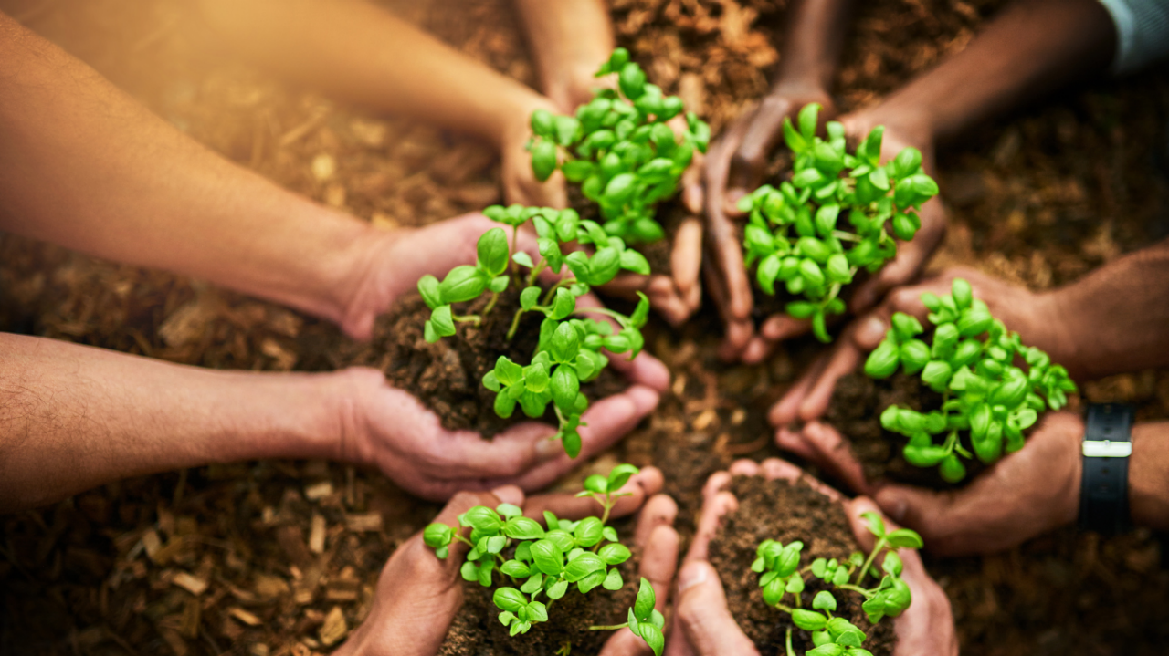 Overview of a group of people coupling seedlings with their hands