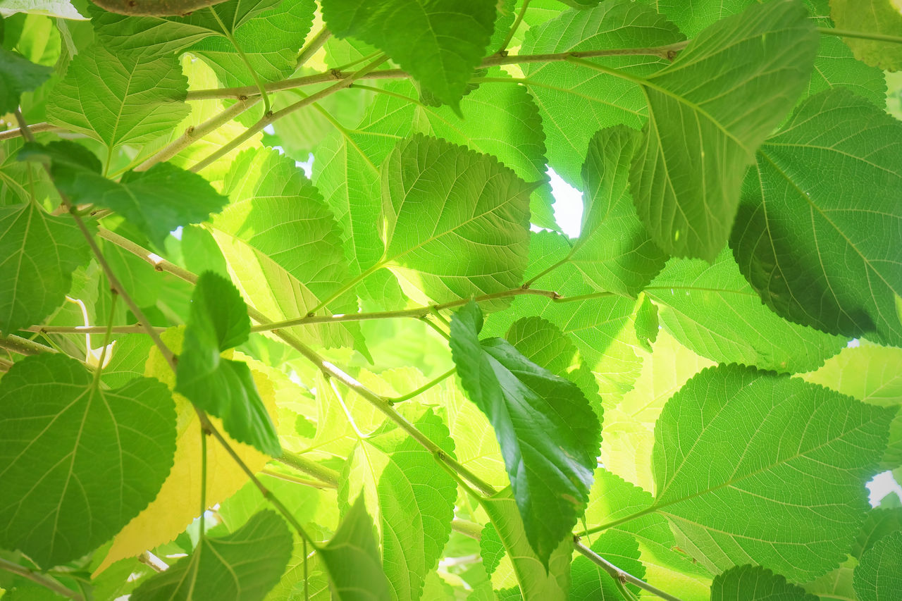 Fresh green banana leaves as background, closeup; Shutterstock ID 2555826289; purchase_order: Life Science; job: Life Science; client: Life Science; other: Life Science