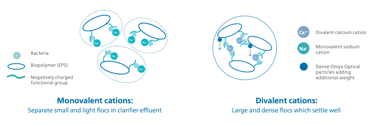 Effect of divalent cations like Ca2+ on sludge characteristics.